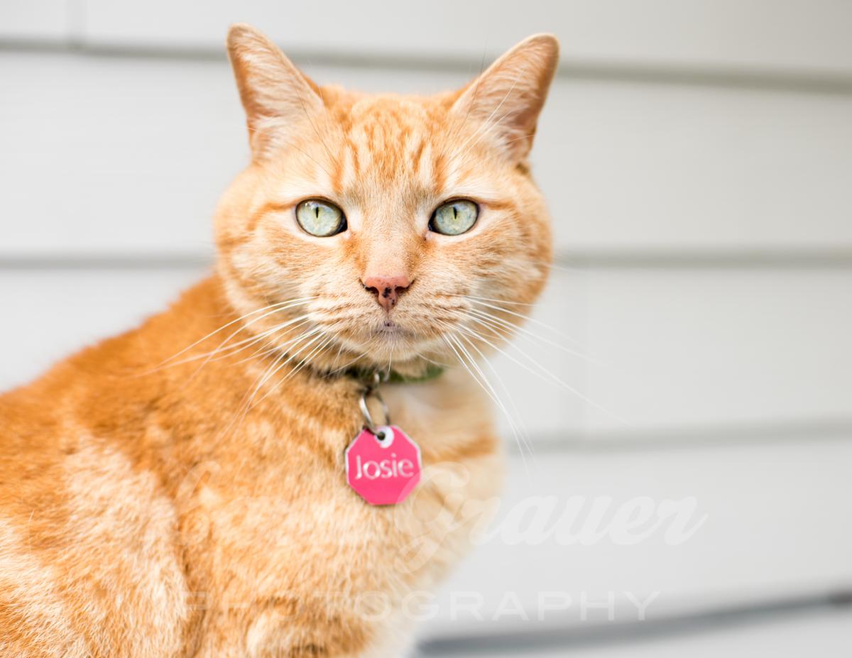 orange cat with green eyes outside and looking into the camera