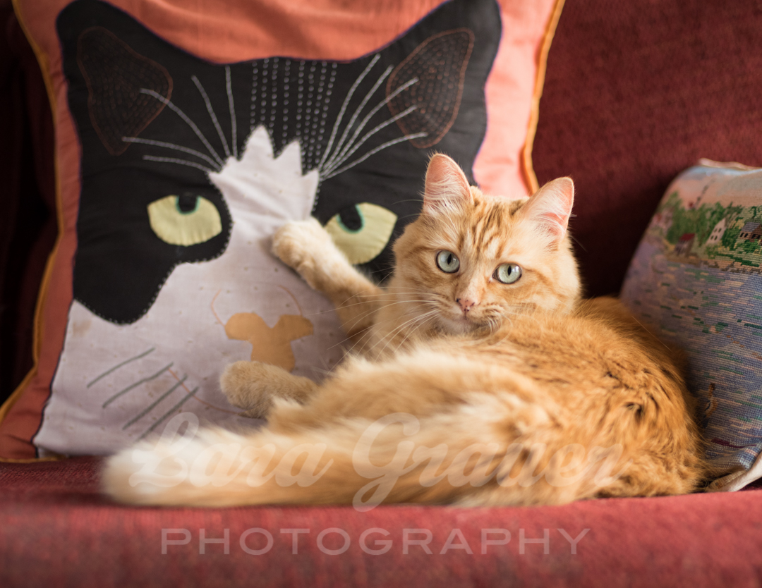 orange cat laying down next to a pillow of a black and white cat