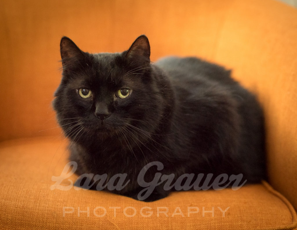 formal+Halloween+cat+portrait