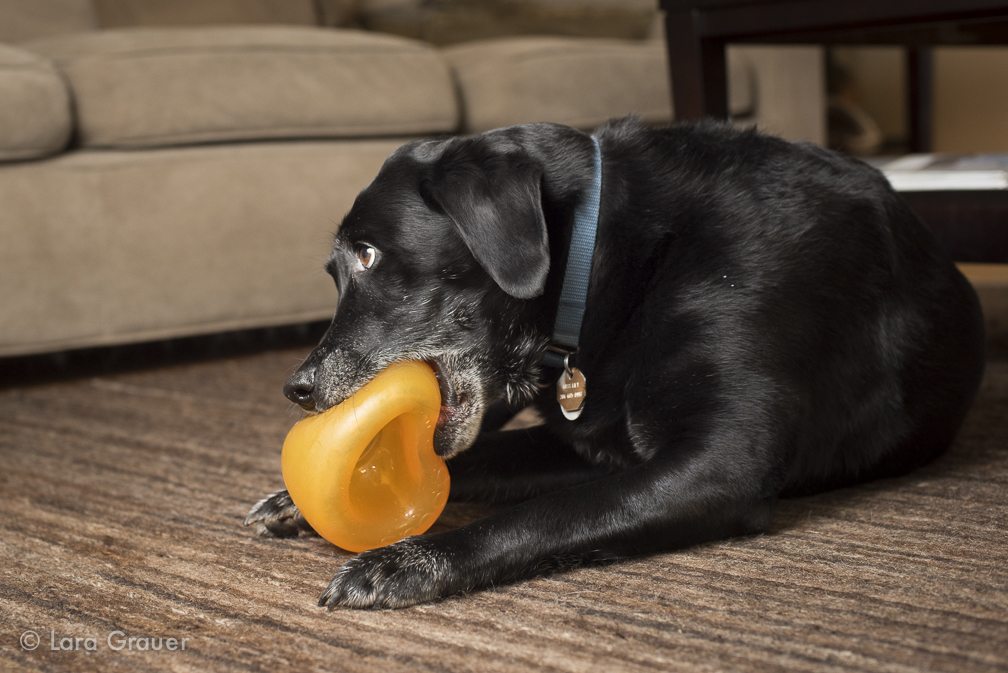 Fun+Ball+with+Tasty+Treat