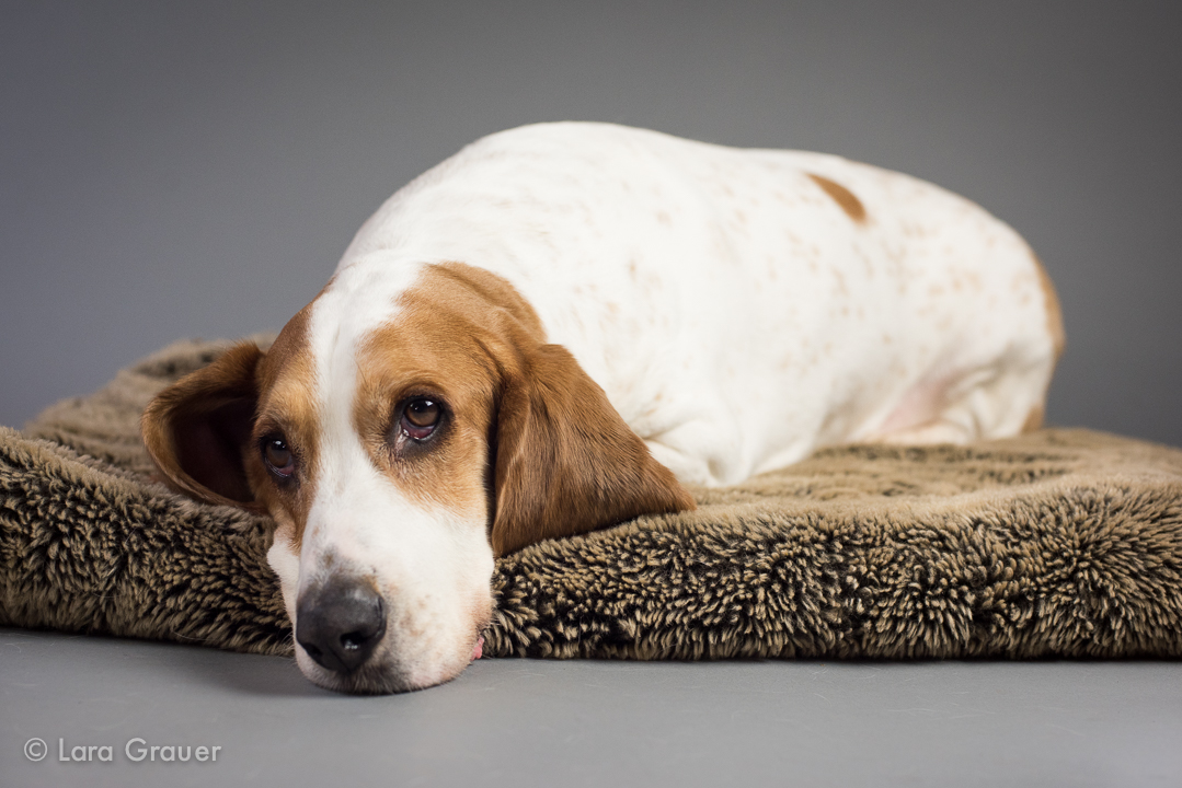 white and brown basset hound laying on a brown blanket