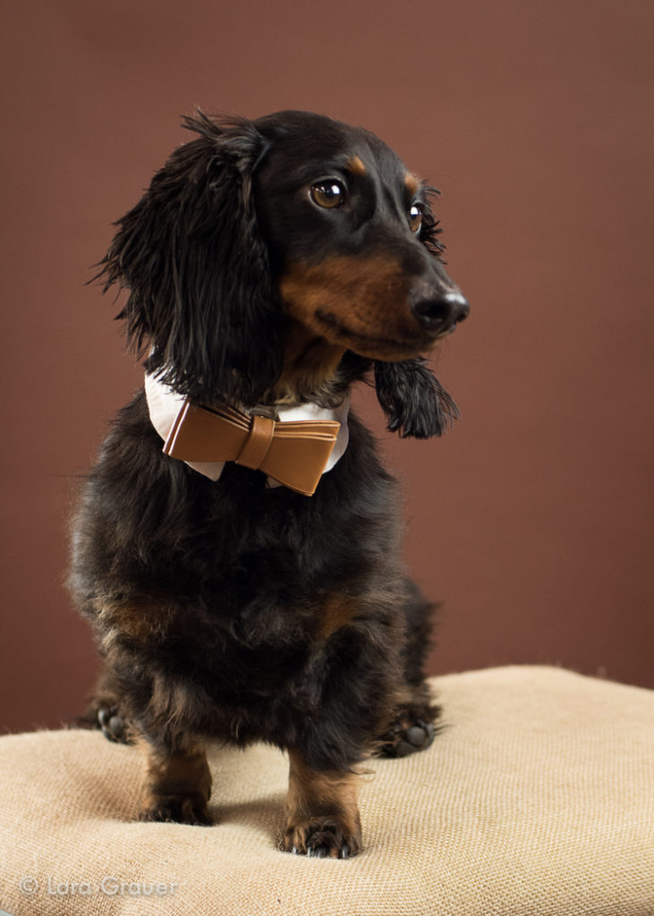 small black and brown dachshund with a brown bowtie