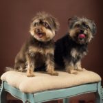 who small brown and black dogs posing on a brown and blue dressing stool