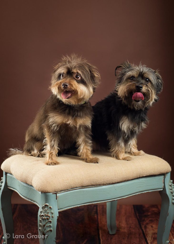 who small brown and black dogs posing on a brown and blue dressing stool