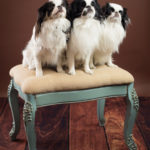 three black and white small dogs sitting on a brown and blue dressing stool