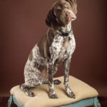 brown and white dog on a blue and brown dressing stool