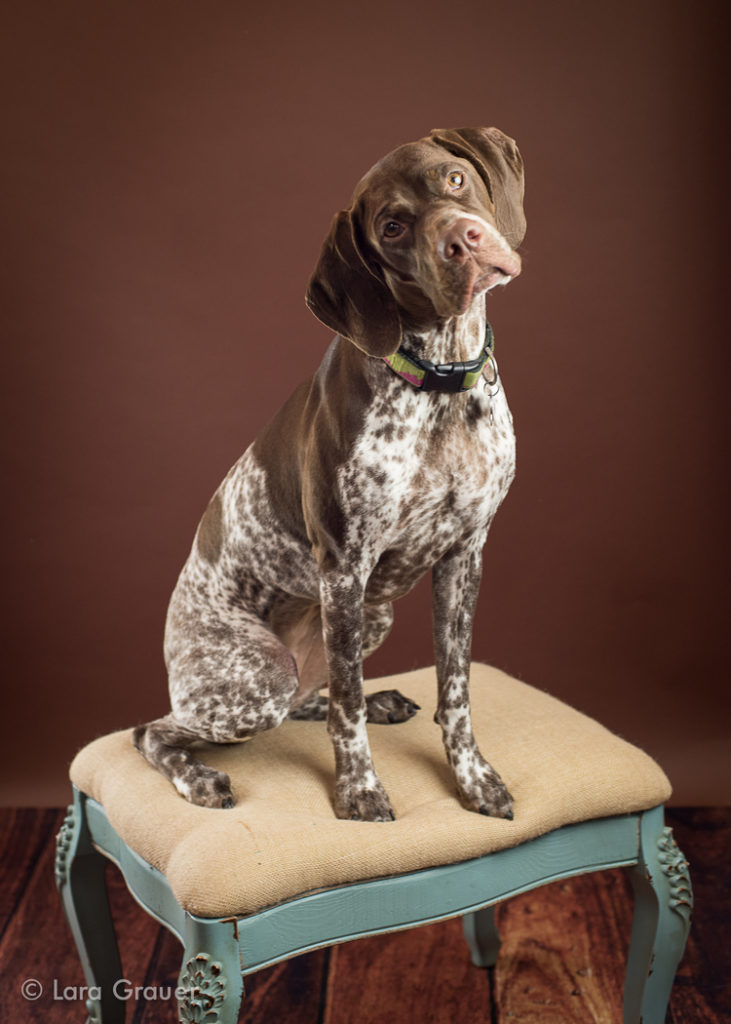 brown and white dog on a blue and brown dressing stool