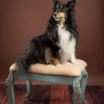 white, brown, and black large dog sitting on a blue and brown dressing stool