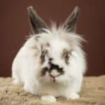 white bunny with brown spots and ears posing on a brown blanket
