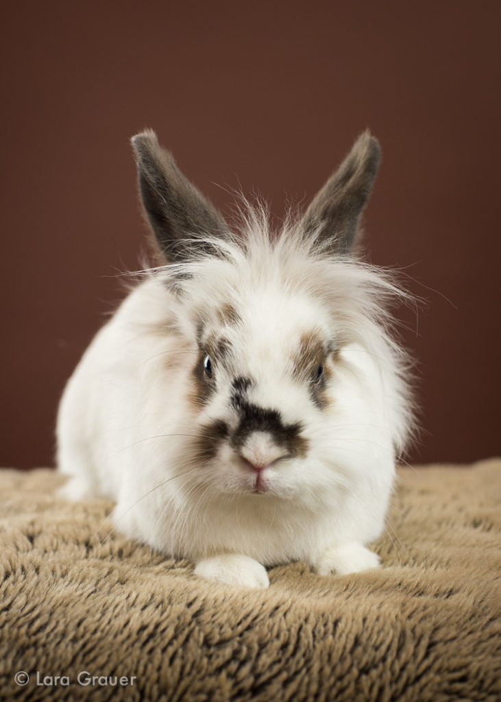 white bunny with brown spots and ears posing on a brown blanket