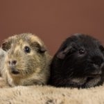 two brown and black guinea pigs sitting on a brown blanket