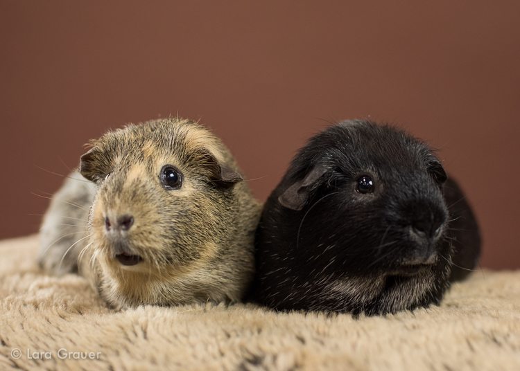 two brown and black guinea pigs sitting on a brown blanket