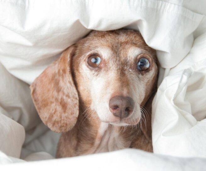 Photo of a Dachshund peeking out of blankets