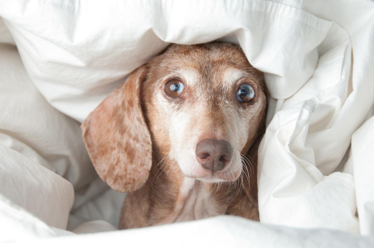 Photo of a Dachshund peeking out of blankets