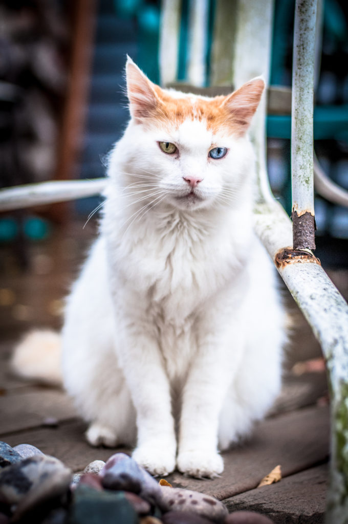 Julius the Turkish Van cat