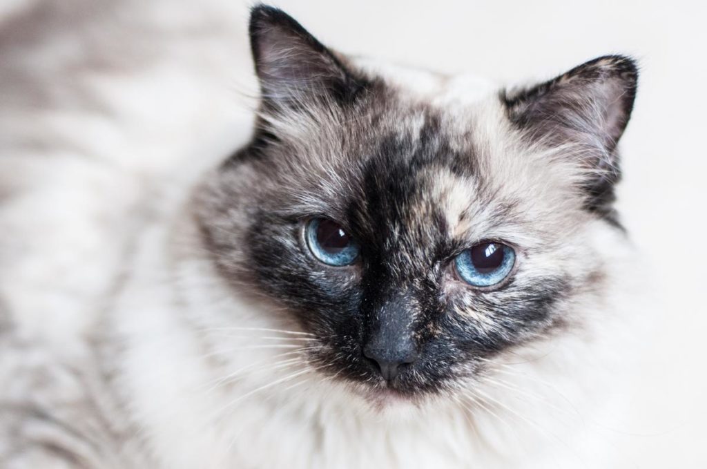 The History and Characteristics of Blue Point Siamese Cats - wide 5