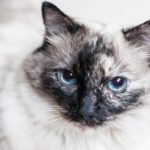 Pet portrait of a Blue Point Applehead Siamese cat