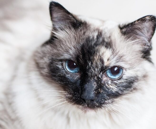 Pet portrait of a Blue Point Applehead Siamese cat