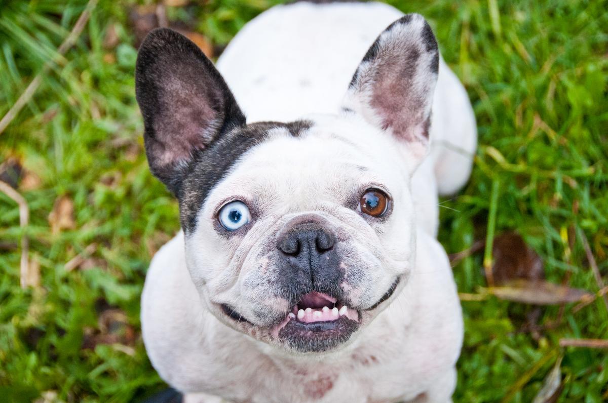 Pet portrait of a french bulldog who is definitely not a pug