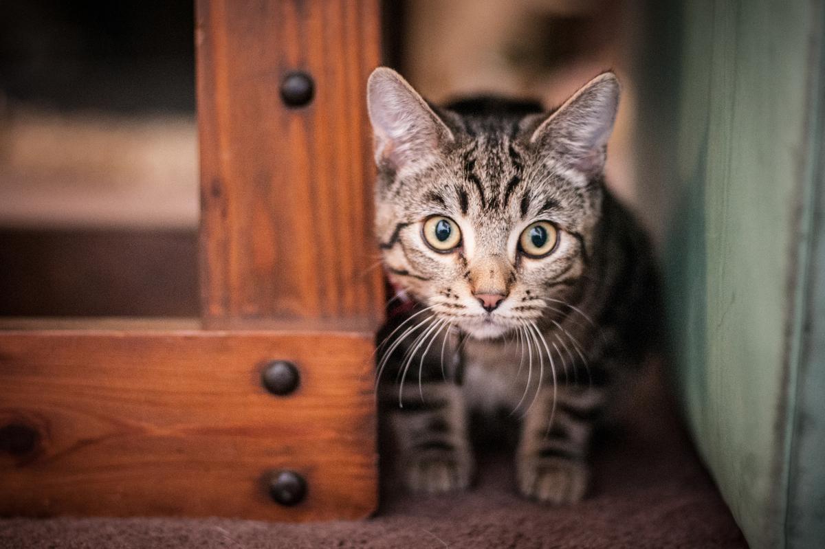 Pet portrait of a Mackerel Tabby Kitten