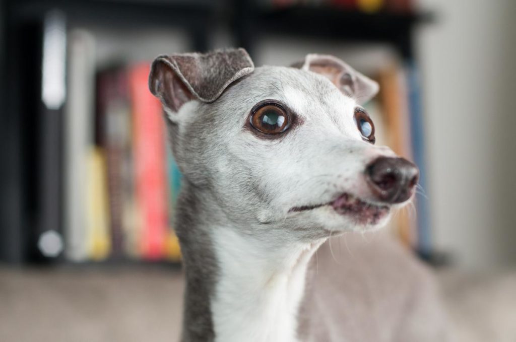 Pet portrait of Calvin the Italian Greyhound