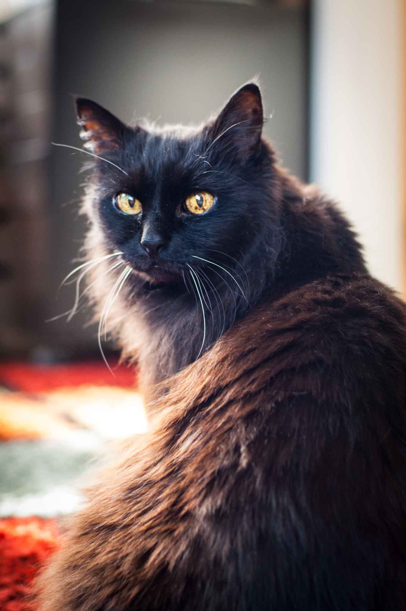 Pet portrait of Grendel the Chantilly-Tiffany cat
