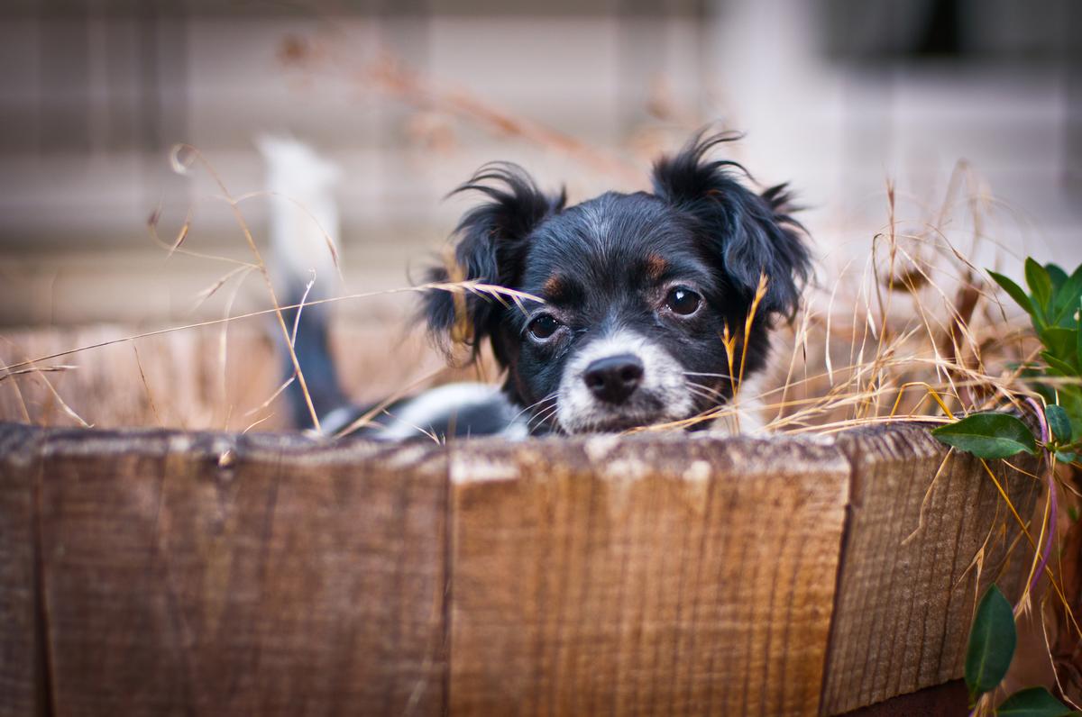 Puppy photo of Lisa Lulu in a wooden bucket