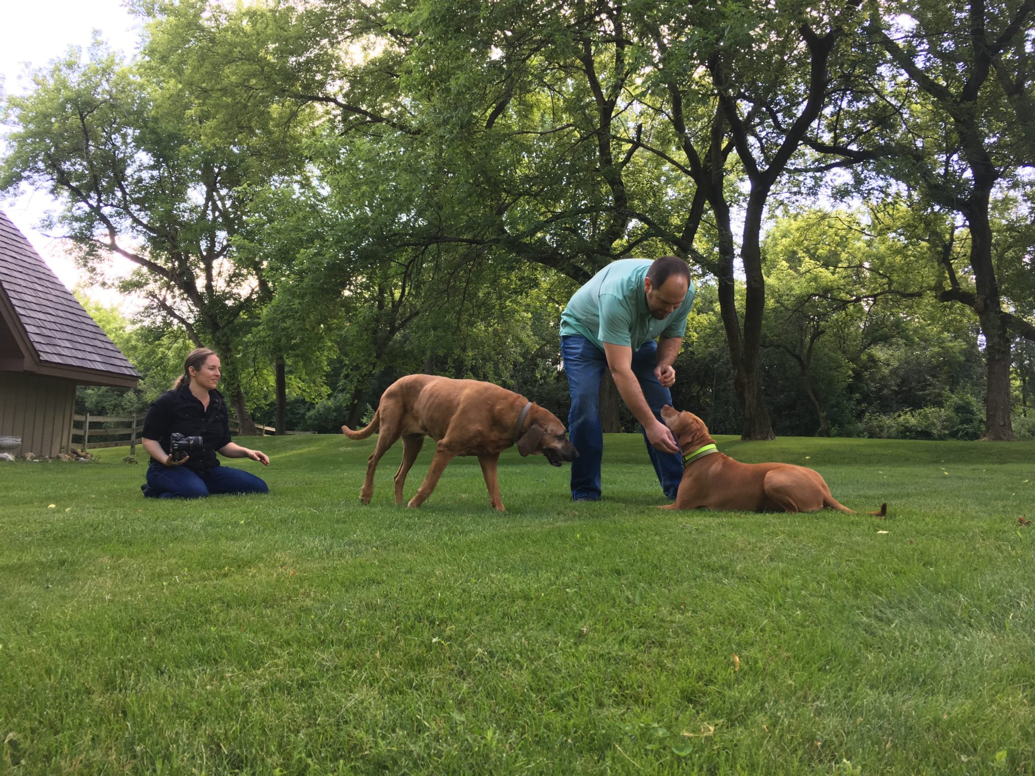 two large brown dogs eating treats from a man and a woman ready to take photos