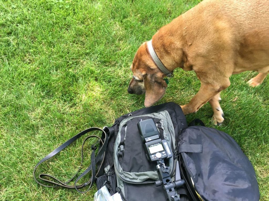 The smell of hotdogs and camera gear was too much for Gretchen to resist!