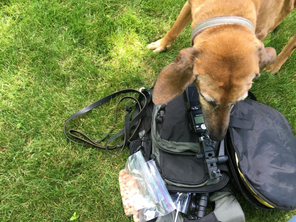 Here's Gretch checking out my portable flash rig, my reflector, tripod, light stand, hotdogs, hotdogs, and hotdogs...