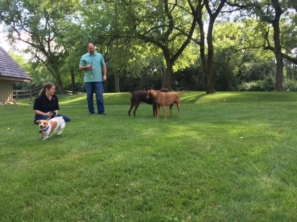 Blurry action shot of Dottie zipping across the yard at ten times faster than the speed of littledog!