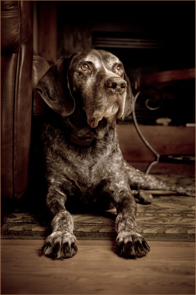 portrait of a German Grey Haired Pointer from 2011