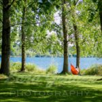 green fields with multiple trees and a man in an orange hammock.