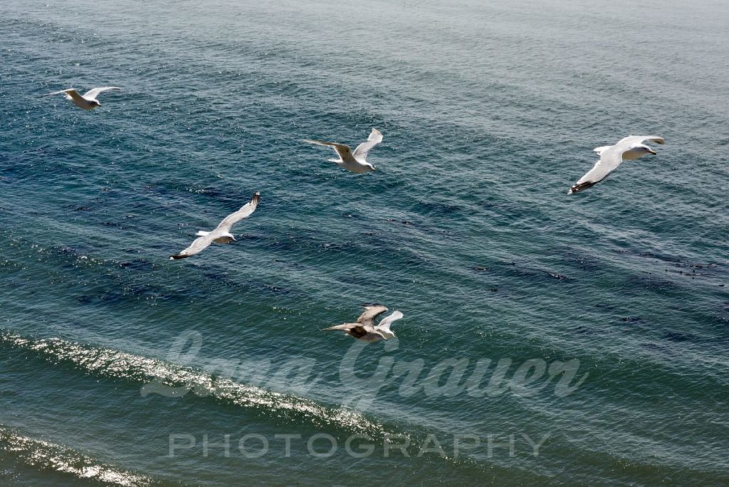five birds flying over a shoreline with small waves.