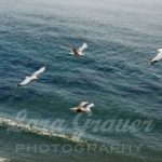 five birds flying over a shoreline with small waves.