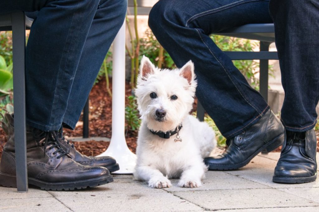2014 Portrait of a Westie Under the Table