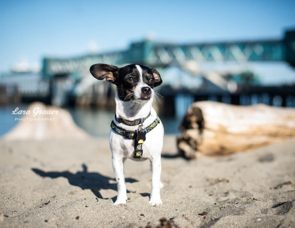 black and white small dog with small harness on a beach.
