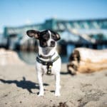 black and white small dog with small harness on a beach.