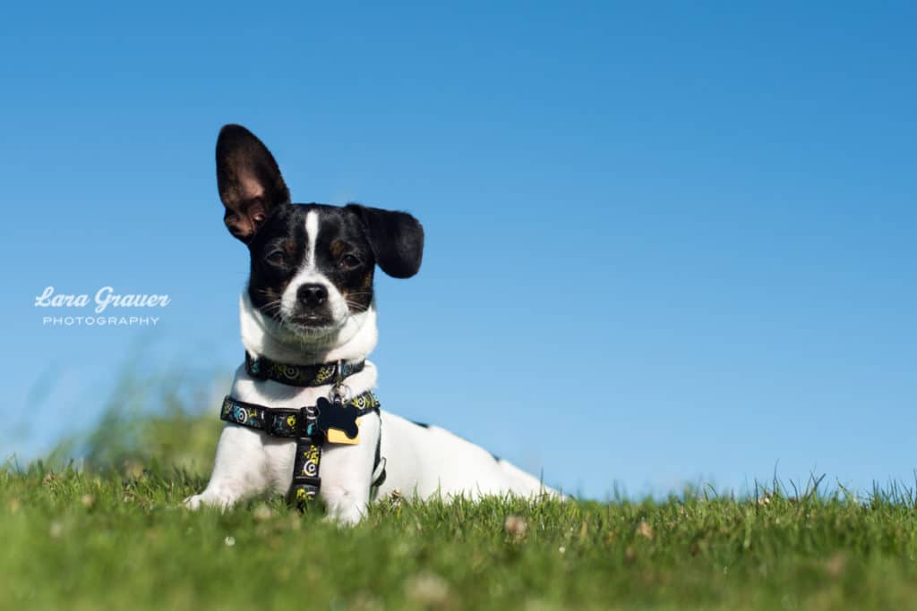 black and white small dog with a harness laying in the grass.