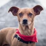 small brown dog with black collar and red bandana.