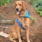 brown large dog with blue ribbon and blue bandana