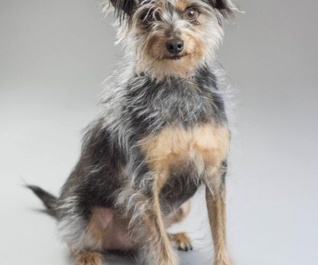 gray and brown colored dog sitting and looking at the camera.