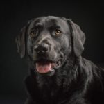 black lab dog headshot with a black background.