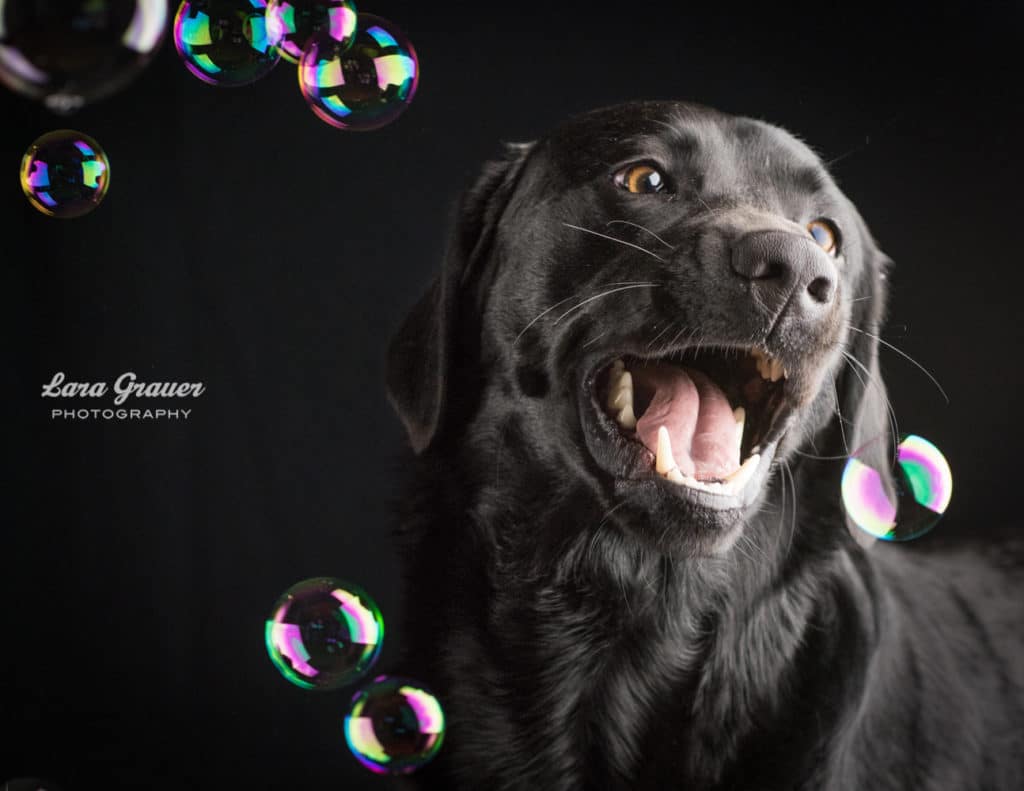 black dog playing with bubbles with a black background.