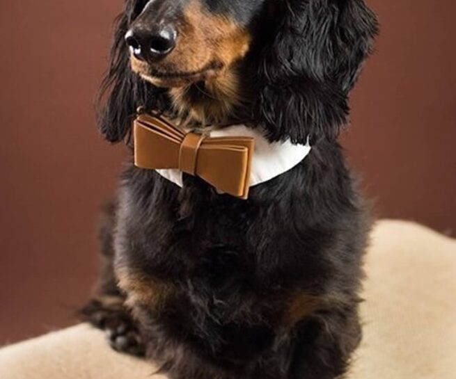 black and brown dachshund with brown necktie