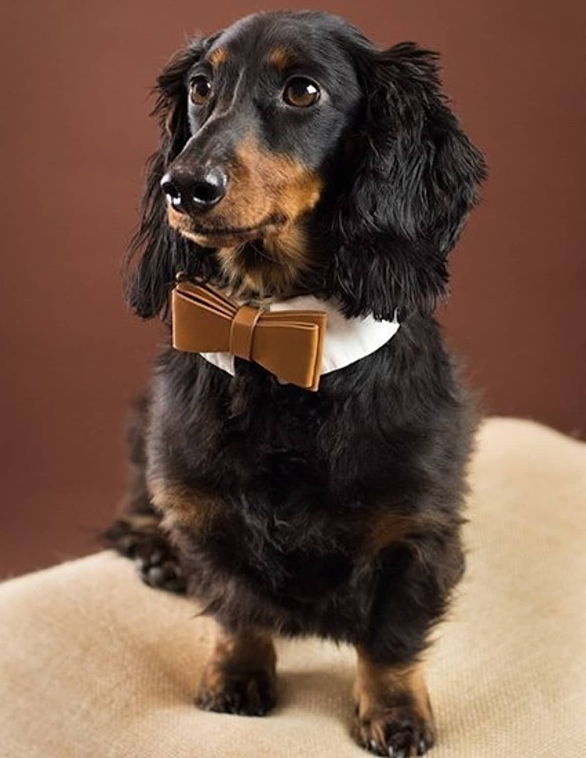 black and brown dachshund with brown necktie