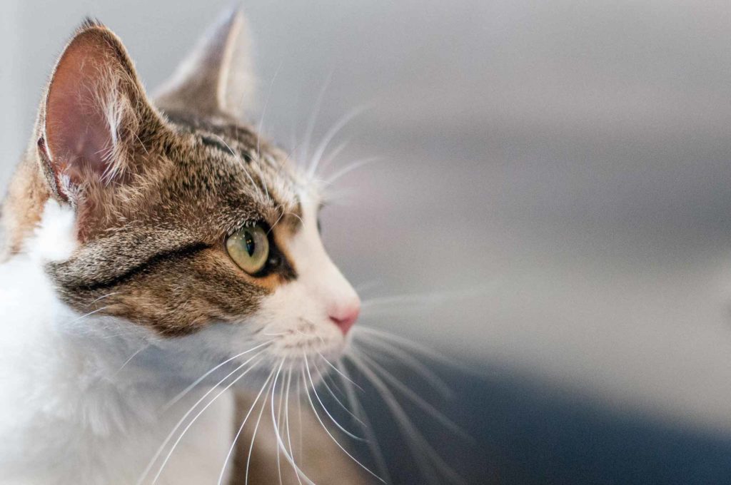 white and brown cat looking towards the right with blurred background.