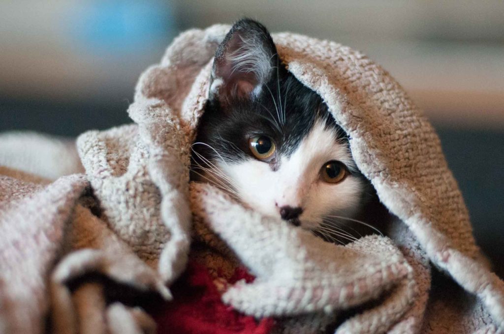 black and white cat snuggling inside of a brown blanket.