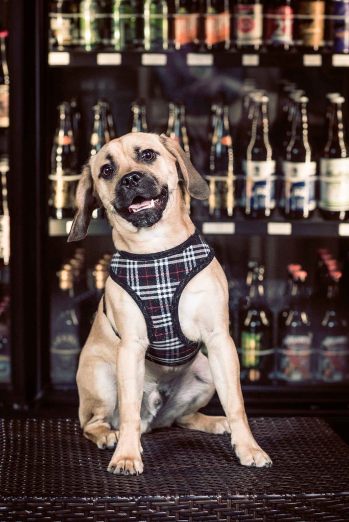 dog in striped harness posing in front of fridge with drinks.