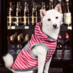 white dog in red striped jacket posing in front of fridge with drinks.